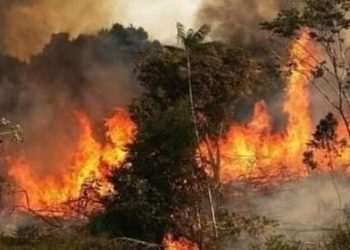 Tunisie : 115 incendies en une journée