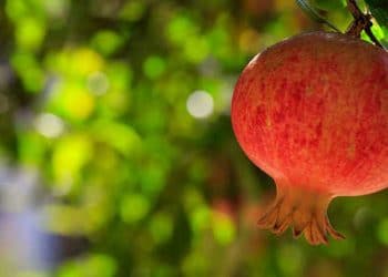 Tunisie : La grenade de Tunisie , un programme de valorisation et de promotion