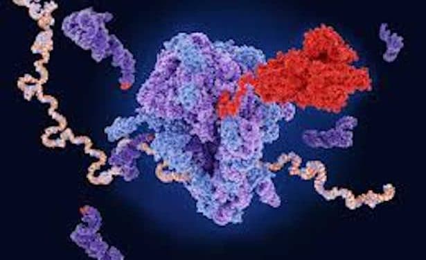 Coronavirus : E484K, le virus mutant sud-africain pourrait nuire à l’efficacité des vaccins