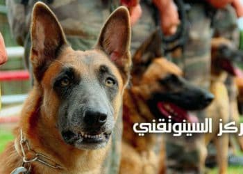 Tunisie: Le Centre Militaire Synotechnique , un Espace pour Créer des Héros Spéciaux