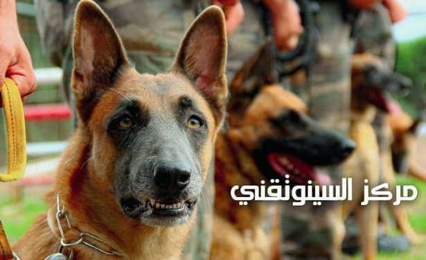 Tunisie: Le Centre Militaire Synotechnique , un Espace pour Créer des Héros Spéciaux