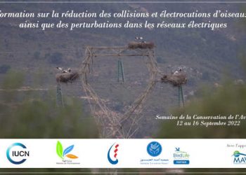 Tunisie : La société tunisienne de l&rsquo;électricité et du gaz organisera une journée d&rsquo;information et de sensibilisation sur la réduction des collisions et électrocutions d’oiseaux ainsi que les perturbations dans les réseaux électriques, le 12 septembre
