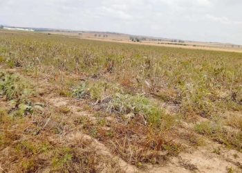 Tunisie : Récupération d’une terre domaniale agricole de 06 hectares, située à la Manouba