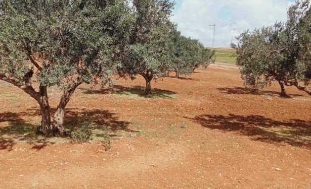 Tunisie : Le ministère des Domaines de l’Etat annonce la récupération d’une terre domaniale à Jendouba