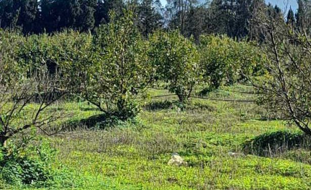 Le Ministère des Domaines de l&rsquo;Etat  récupère un lot technicien de 10 hectares dans la délégation de Mornag, dans le gouvernorat de Ben Arous
