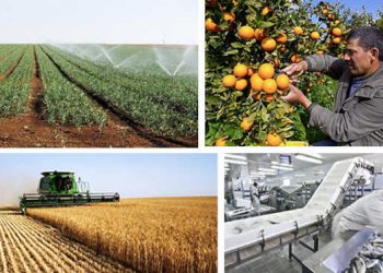 IACE : Vers une vision stratégique pour la modernisation des circuits de distribution des produits agricoles en Tunisie