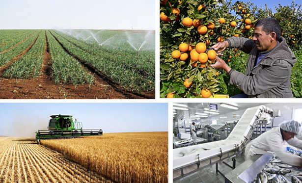 IACE : Vers une vision stratégique pour la modernisation des circuits de distribution des produits agricoles en Tunisie
