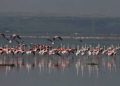 Journée mondiale de l’environnement : la nidification historique du flamant rose à Ichkeul, symbole du renouveau écologique