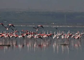 Journée mondiale de l’environnement : la nidification historique du flamant rose à Ichkeul, symbole du renouveau écologique