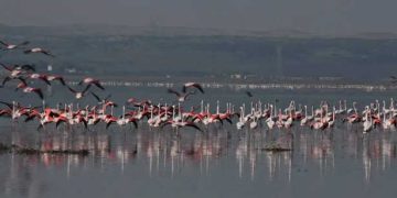 Journée mondiale de l’environnement : la nidification historique du flamant rose à Ichkeul, symbole du renouveau écologique