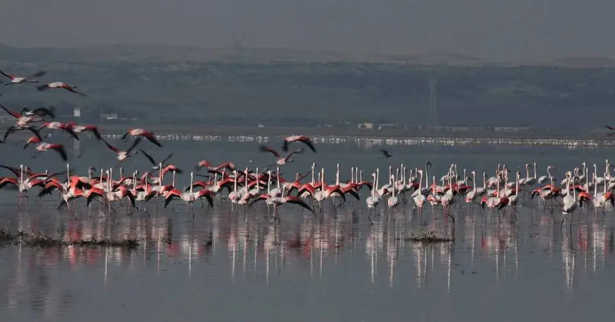 Journée mondiale de l’environnement : la nidification historique du flamant rose à Ichkeul, symbole du renouveau écologique