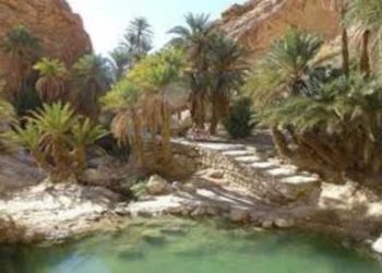 Tozeur : un financement de 45 millions de dinars pour sauver les oasis anciennes et renforcer leur résilience climatique