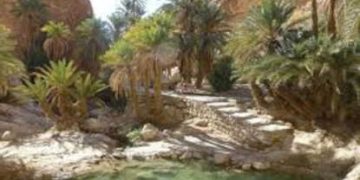 Tozeur : un financement de 45 millions de dinars pour sauver les oasis anciennes et renforcer leur résilience climatique