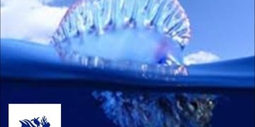 Mise à jour sur les observations du « Physalia physalis » sur les côtes tunisiennes : la vigilance citoyenne au service de la science participative