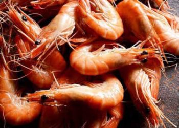 Crevettes en Tunisie : espèces exotiques, quels risques pour la santé ?
